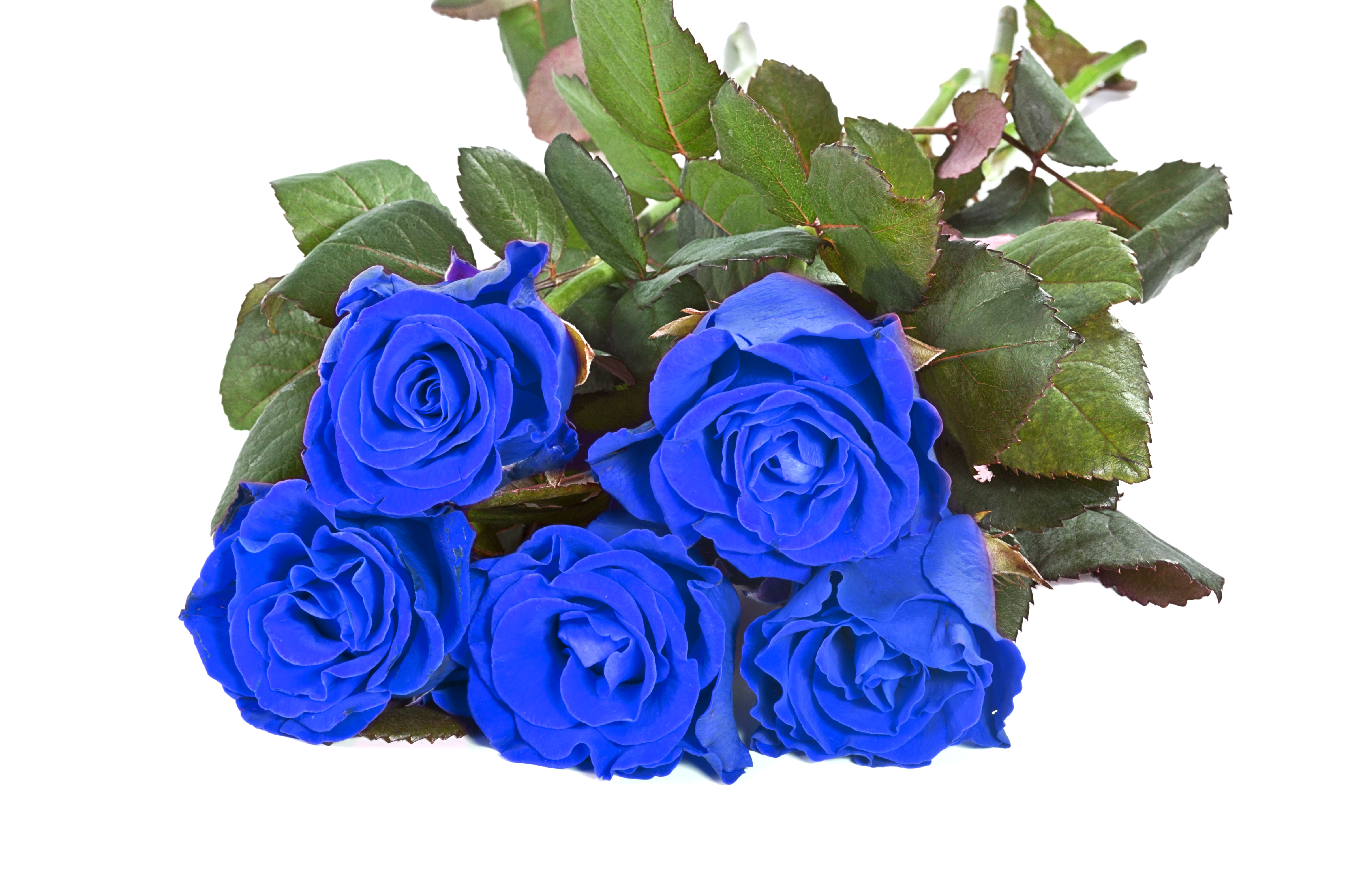 Куст синих роз на белом фоне